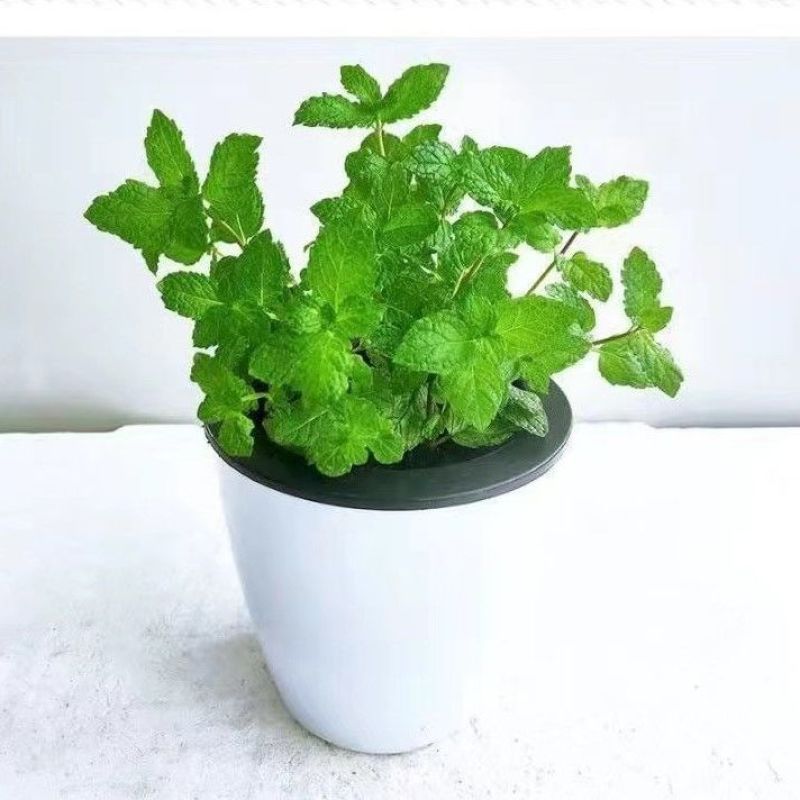 薄荷盆栽驱蚊绿植可食用泡茶四季常青室内客厅办公室必备浇水