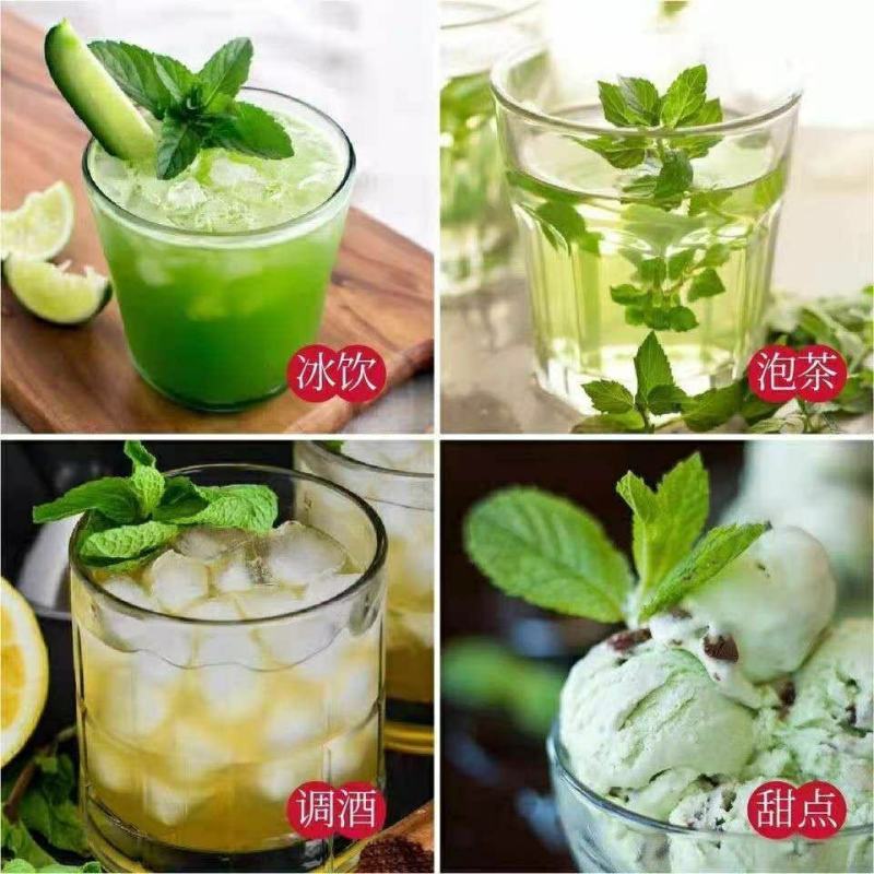 薄荷盆栽驱蚊绿植可食用泡茶四季常青室内客厅办公室必备浇水