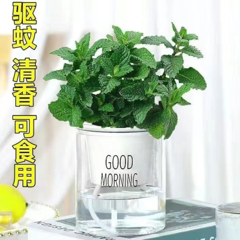 薄荷盆栽驱蚊绿植可食用泡茶四季常青室内客厅办公室必备浇水
