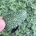薄荷盆栽驱蚊绿植可食用泡茶四季常青室内客厅办公室必备浇水