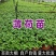 薄荷盆栽驱蚊绿植可食用泡茶四季常青室内客厅办公室必备浇水