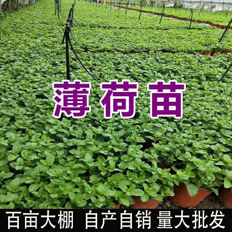 薄荷盆栽驱蚊绿植可食用泡茶四季常青室内客厅办公室必备浇水