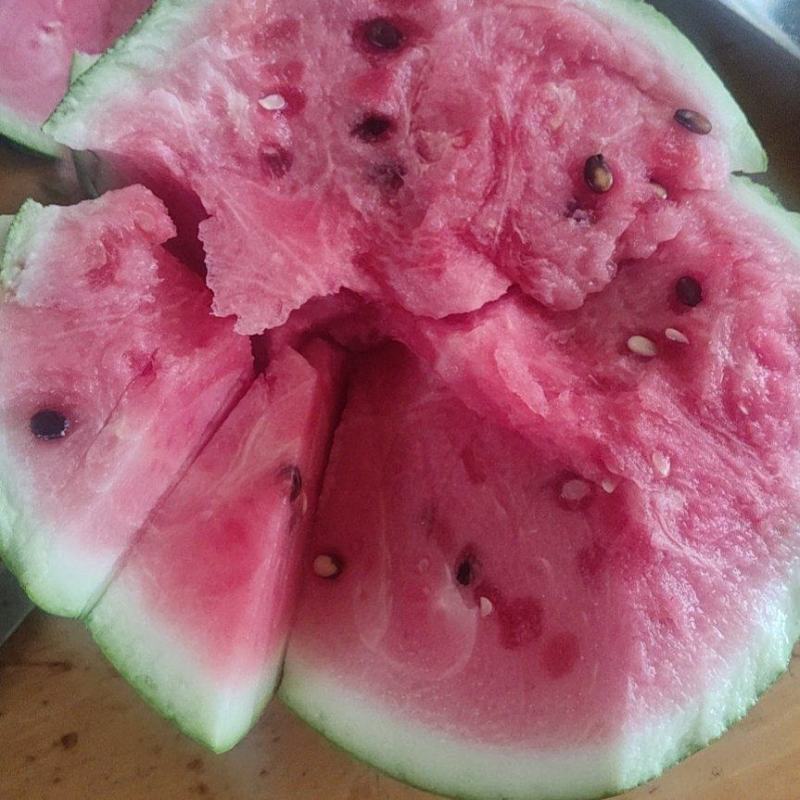 大棚西瓜带叶釆摘大红黑子美都和8424西瓜产地直销