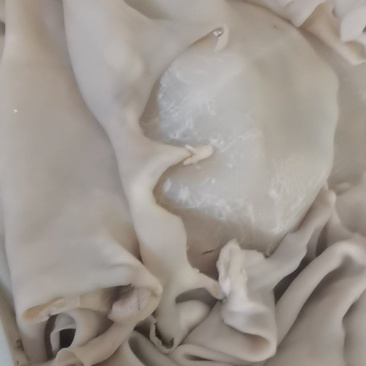 退毛羊皮，无油无毛根大量生产加工需要的老板抓紧时间联系我
