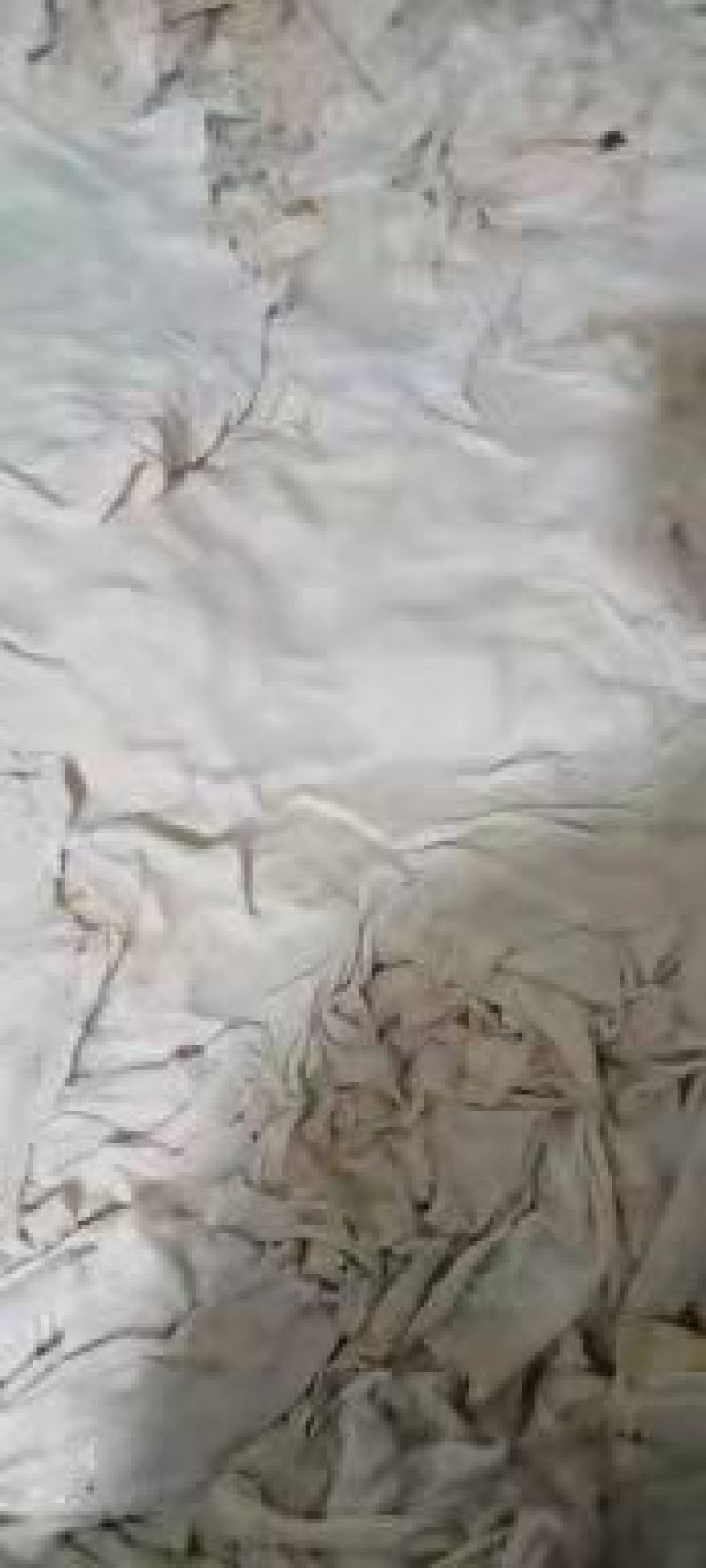 退毛羊皮，无油无毛根大量生产加工需要的老板抓紧时间联系我