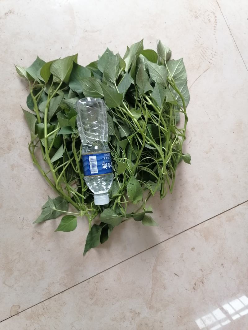 龙薯九大田苗！