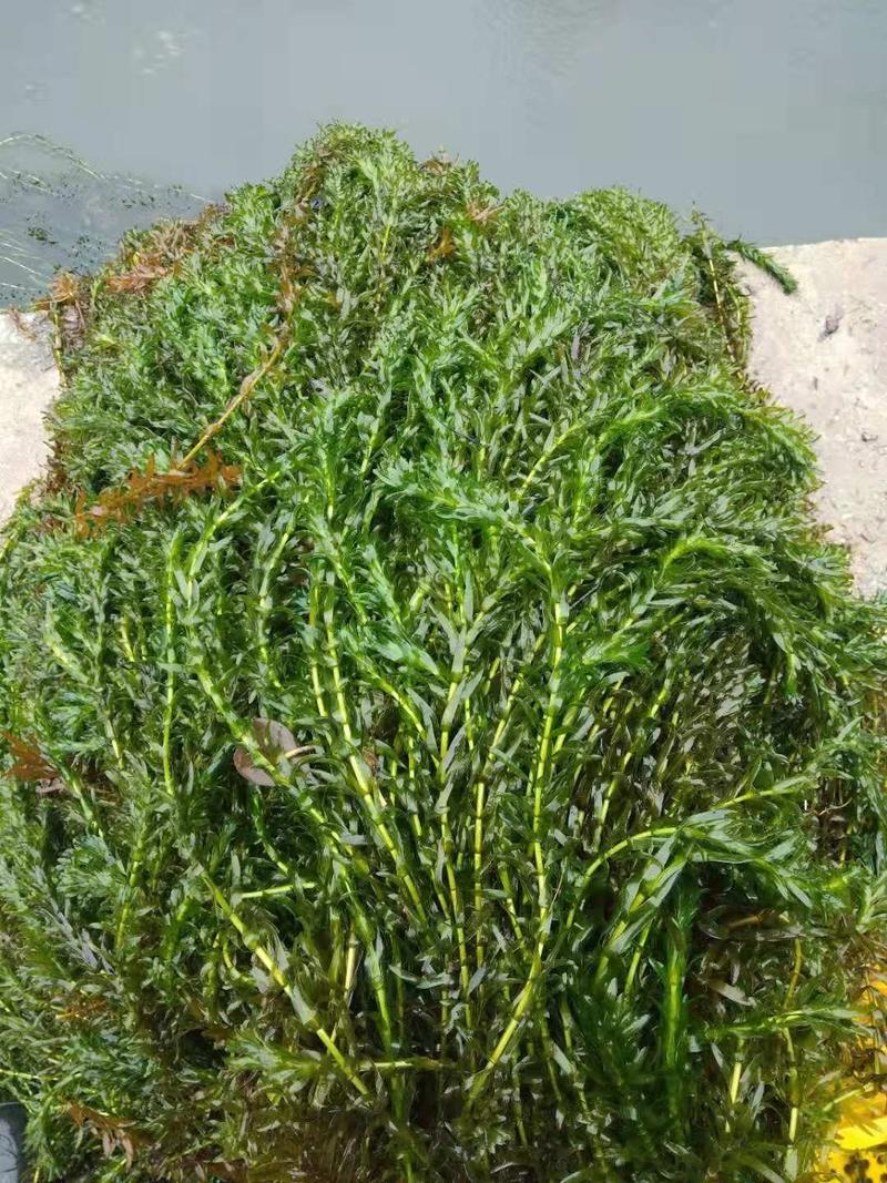 轮叶黑藻，优质水生植物，货源充足，大量供应