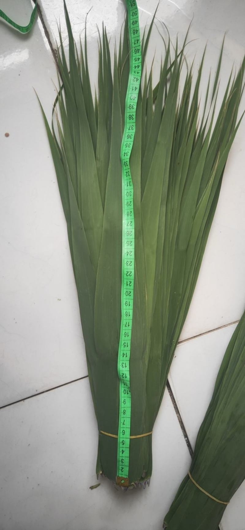 批发粽子叶，荷叶