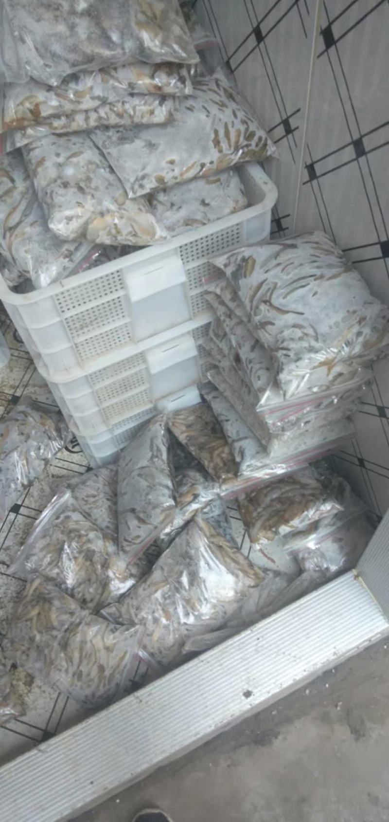 趴地虎，精品淮河趴地虎，鲜活冰鲜冷冻，2斤一包。