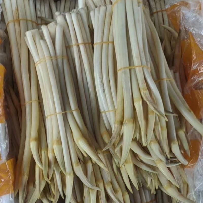 水生植物，藕带，藕条，藕鞭，藕钻子，藕尖，藕肠子