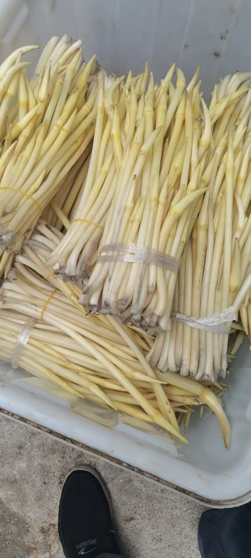 水生植物，藕带，藕条，藕鞭，藕钻子，藕尖，藕肠子