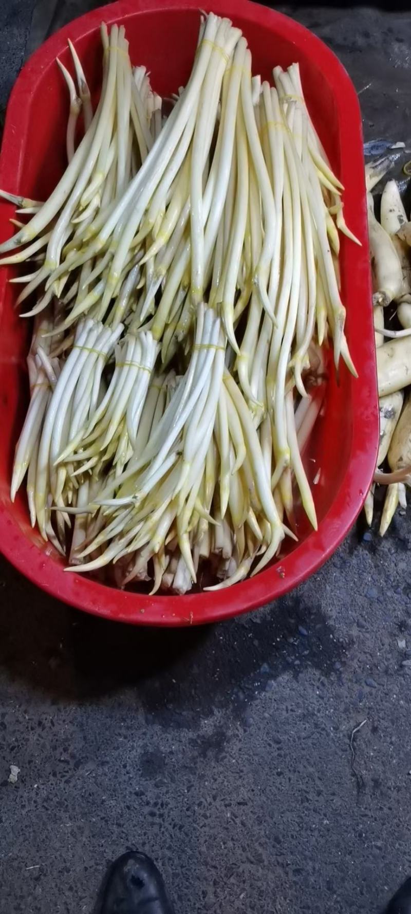 水生植物，藕带，藕条，藕鞭，藕钻子，藕尖，藕肠子