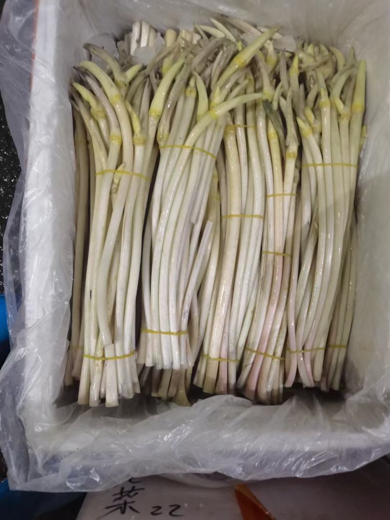 水生植物，藕带，藕条，藕鞭，藕钻子，藕尖，藕肠子