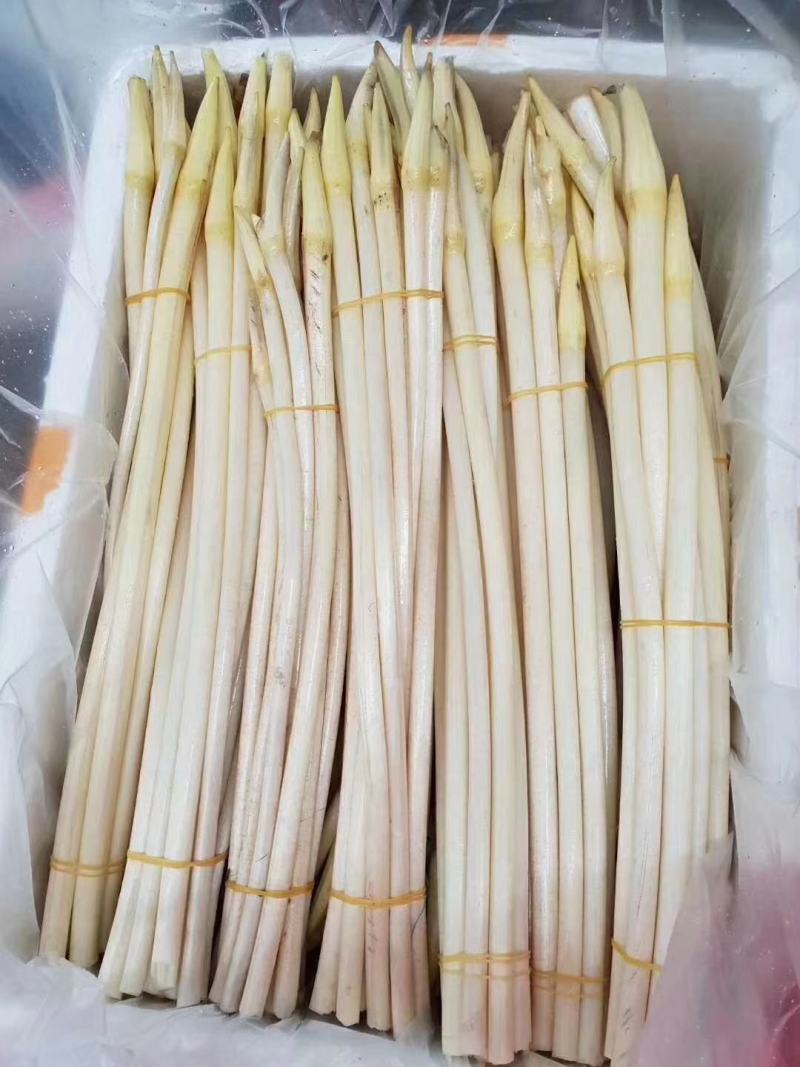 水生植物，藕带，藕条，藕鞭，藕钻子，藕尖，藕肠子