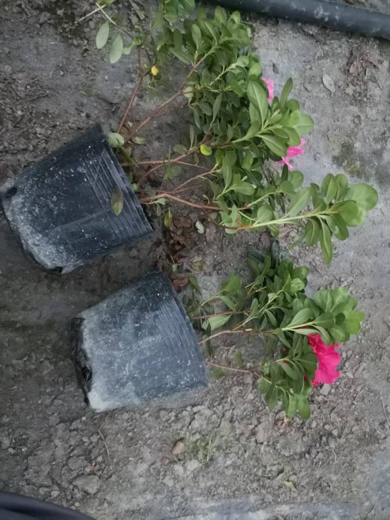 西洋鹃