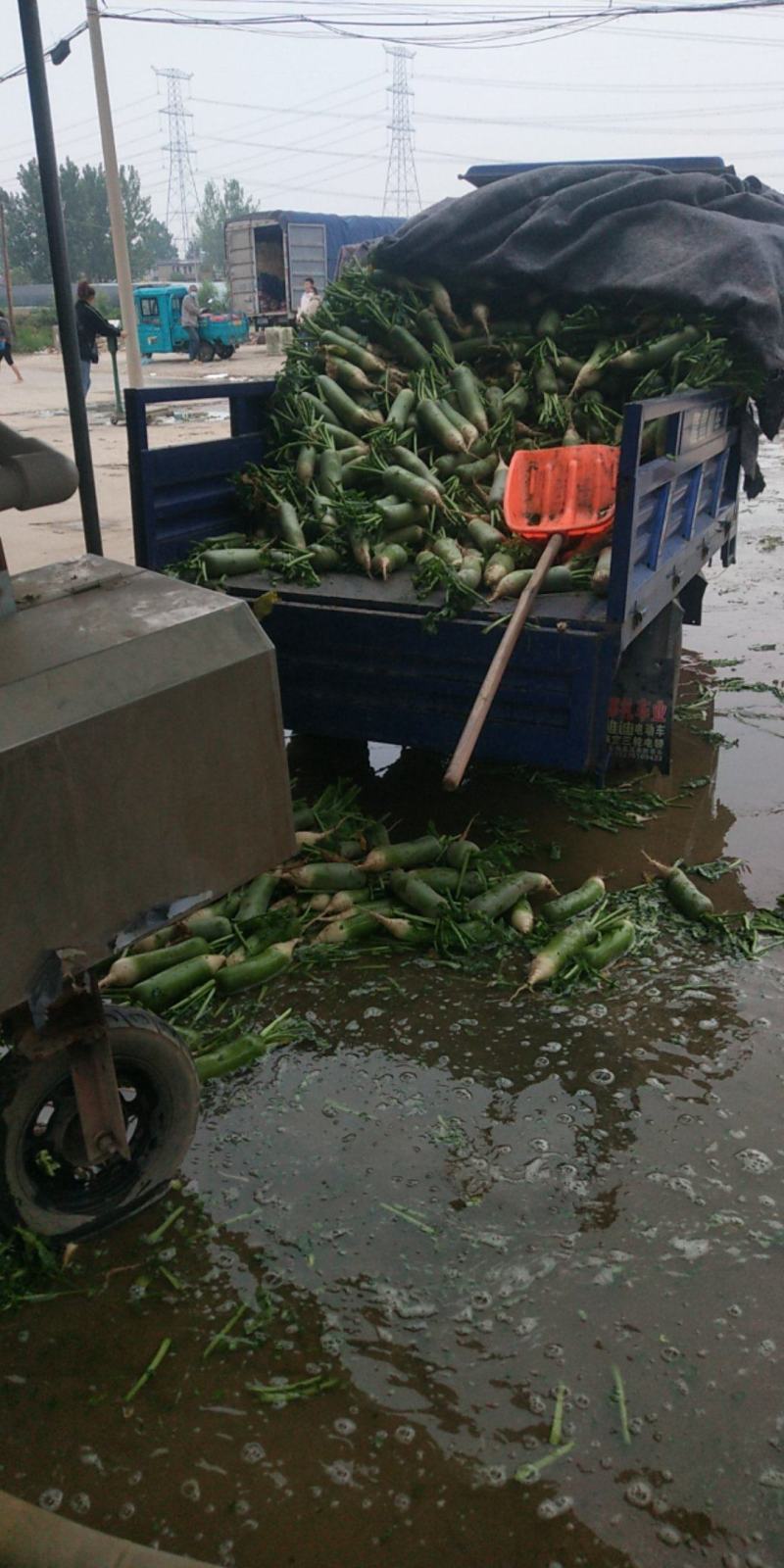 各种蔬菜。需要的与我联系