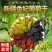 包邮批发新疆吐鲁番葡萄干散装原味休闲零食一件代发量大优惠