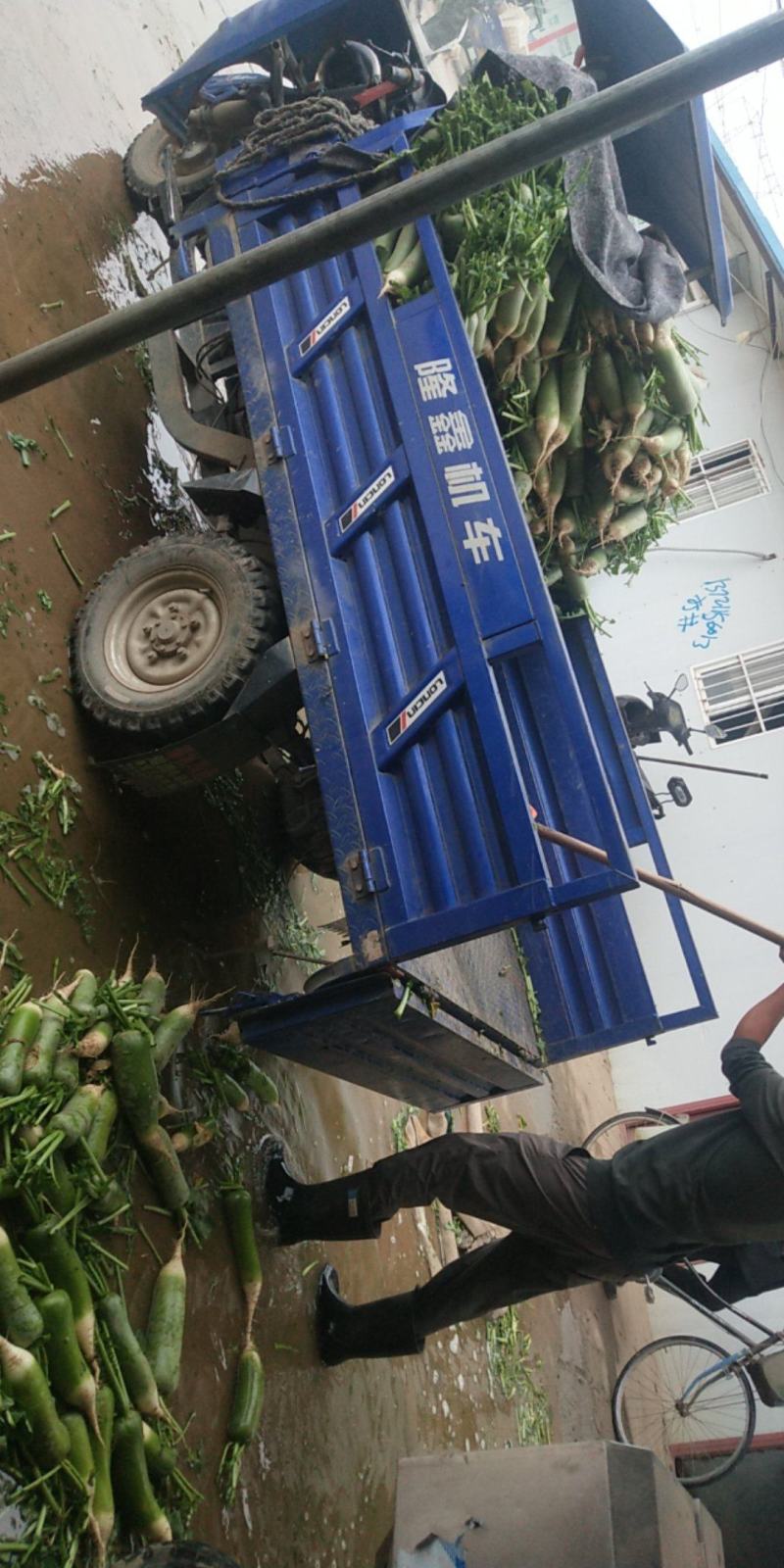 水果萝卜