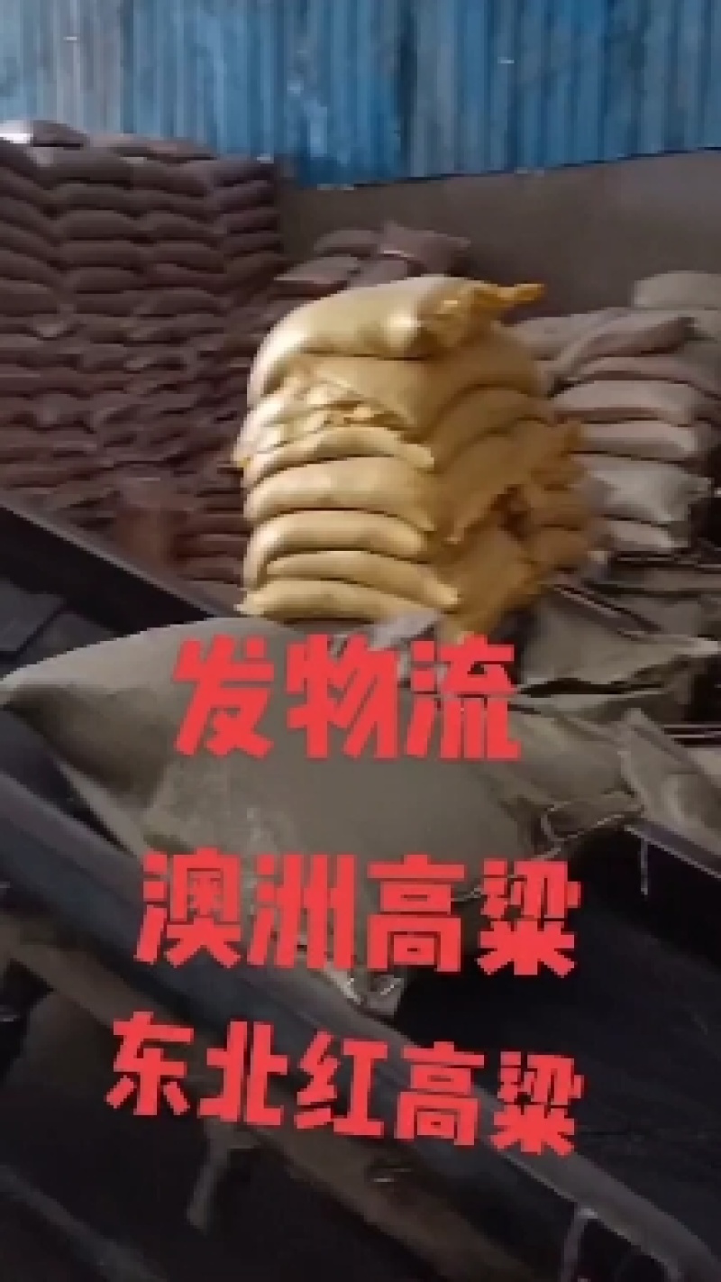 高粱现货批发澳洲东北高梁带皮高粱酿酒高粱量大从