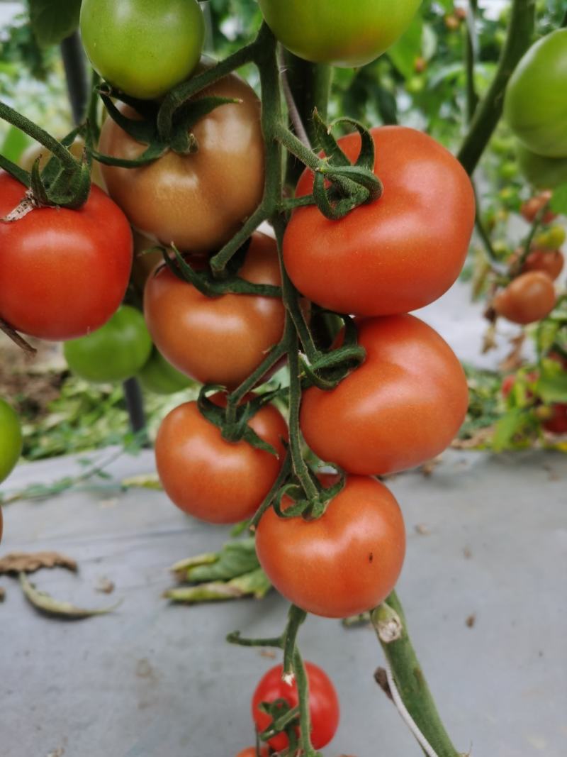 西红柿