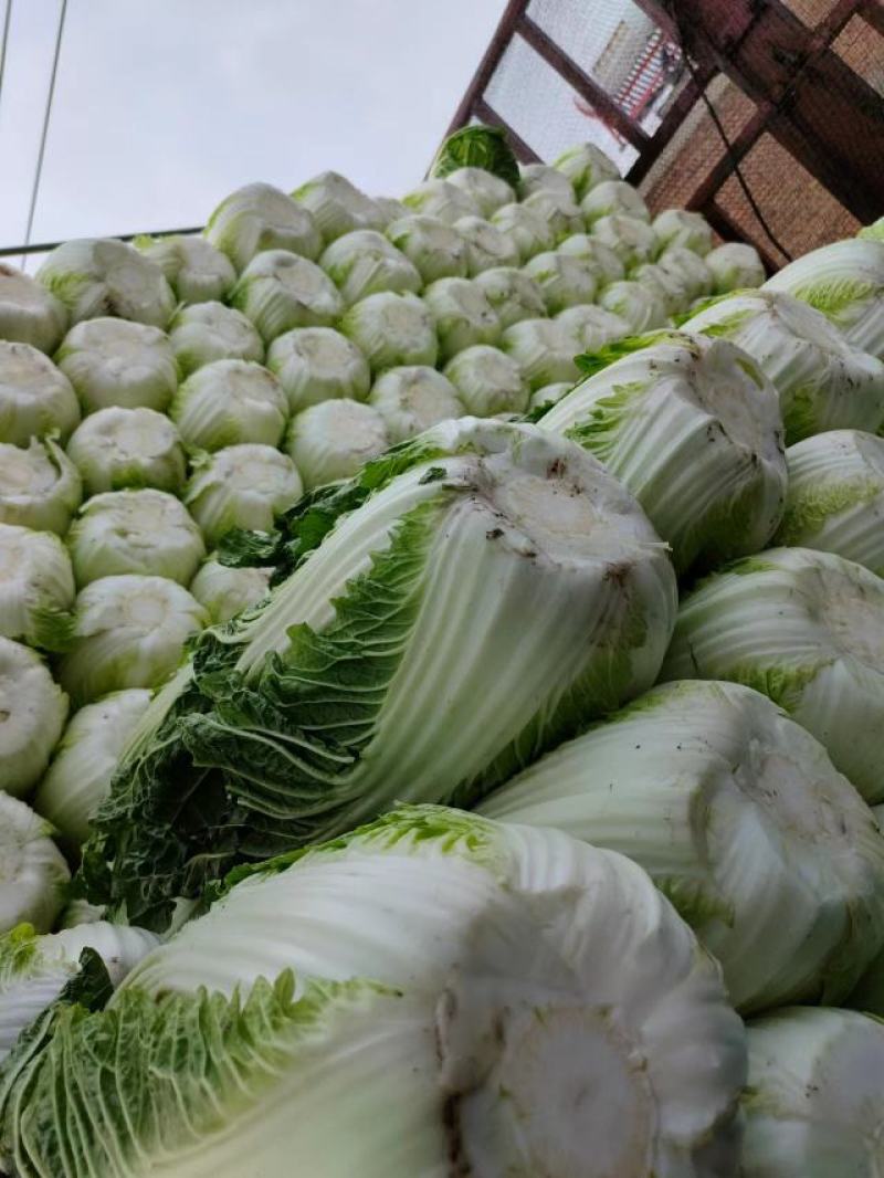 湖北黄心白菜新鲜上市价格美丽对接全国量大从优欢迎询价
