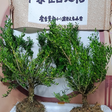广东雀舌皱皮黄杨软枝黄杨，大素材三公分多左右产地广东揭阳