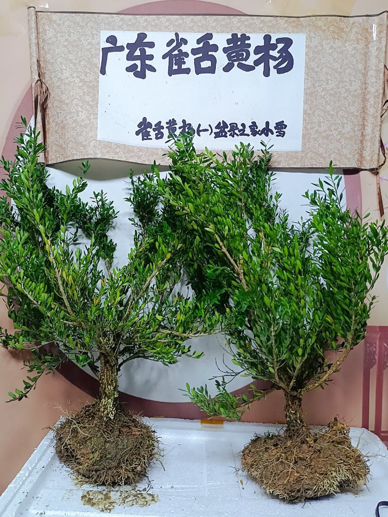 广东雀舌皱皮黄杨软枝黄杨，大素材三公分多左右产地广东揭阳