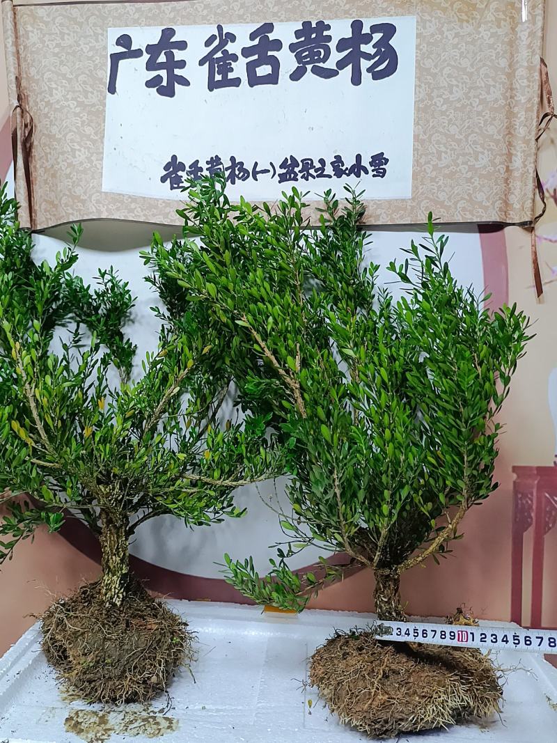 广东雀舌皱皮黄杨软枝黄杨，大素材三公分多左右产地广东揭阳