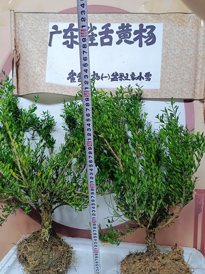 广东雀舌皱皮黄杨软枝黄杨，大素材三公分多左右产地广东揭阳