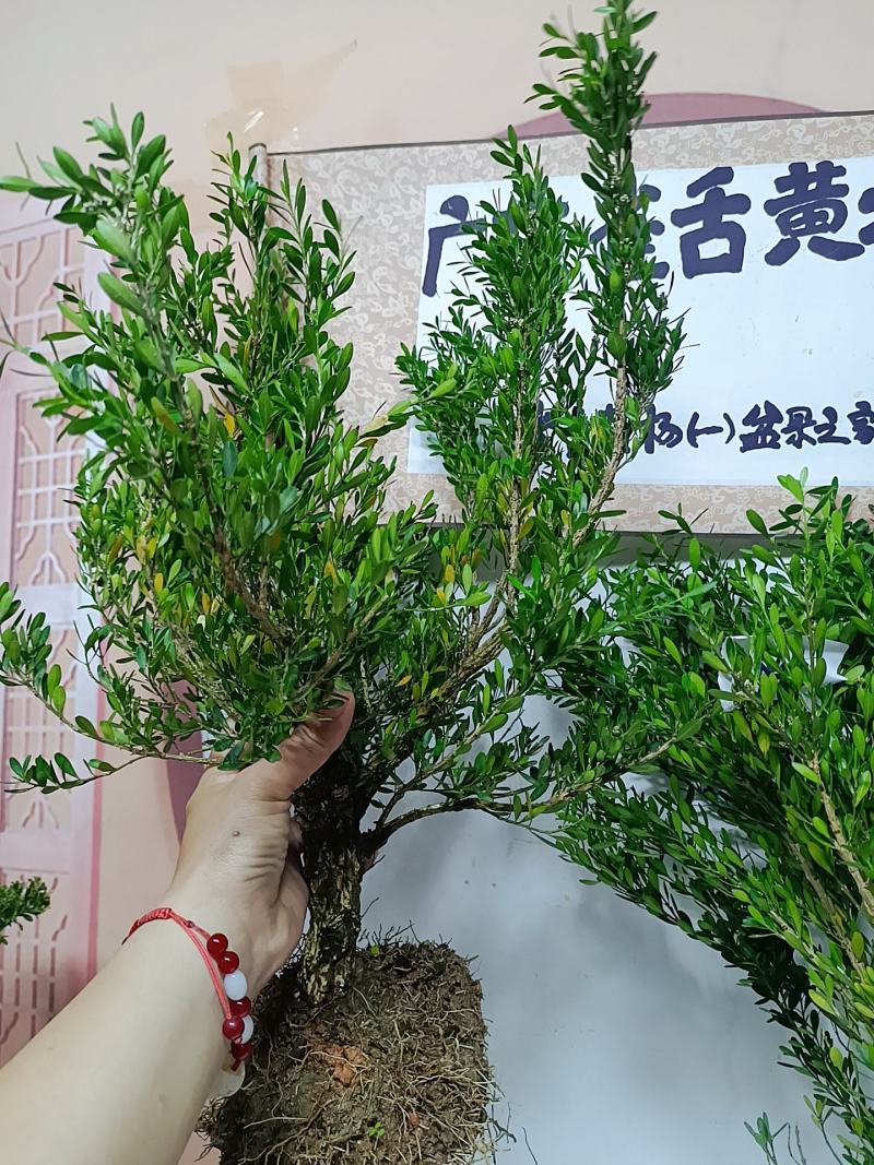 广东雀舌皱皮黄杨软枝黄杨，大素材三公分多左右产地广东揭阳