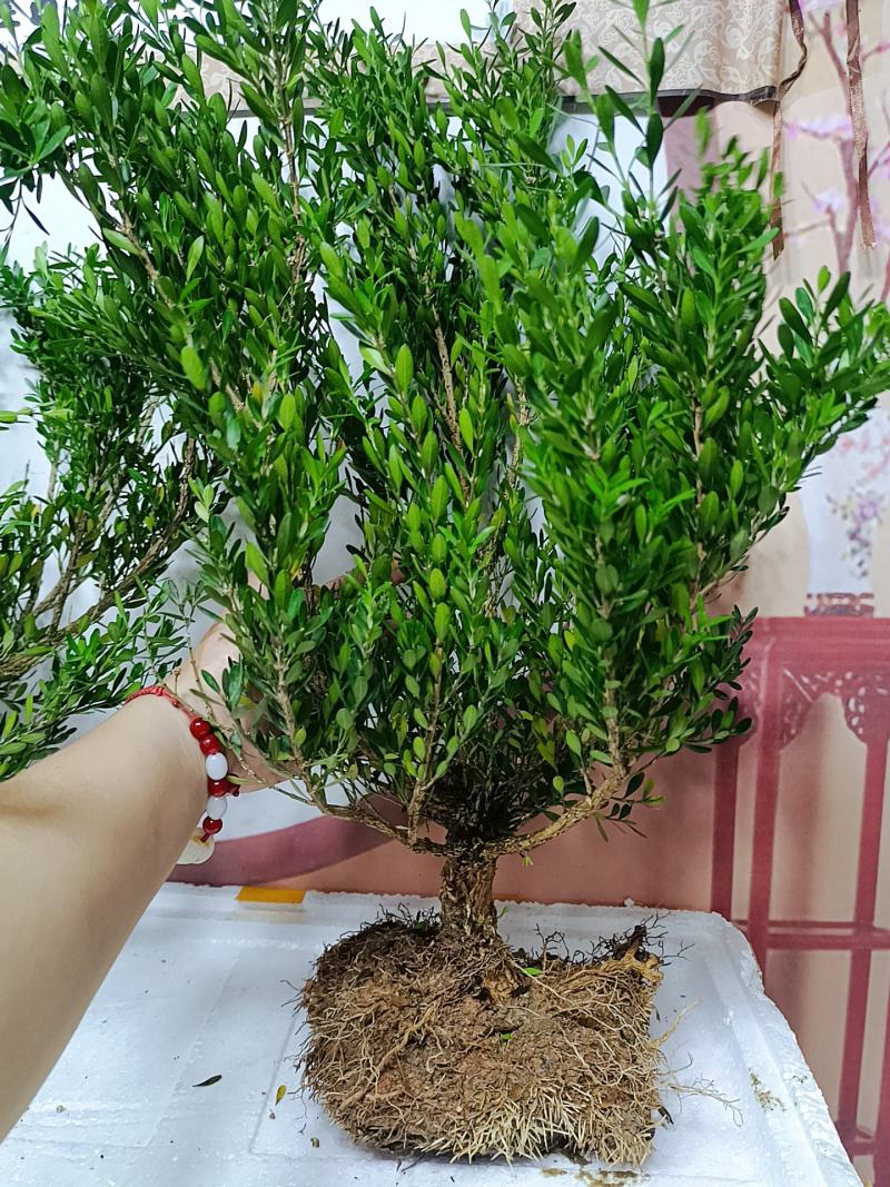 广东雀舌皱皮黄杨软枝黄杨，大素材三公分多左右产地广东揭阳