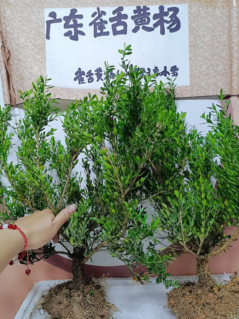 广东雀舌皱皮黄杨软枝黄杨，大素材三公分多左右产地广东揭阳