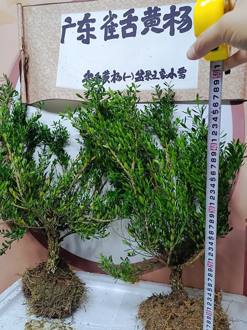 广东雀舌皱皮黄杨软枝黄杨，大素材三公分多左右产地广东揭阳