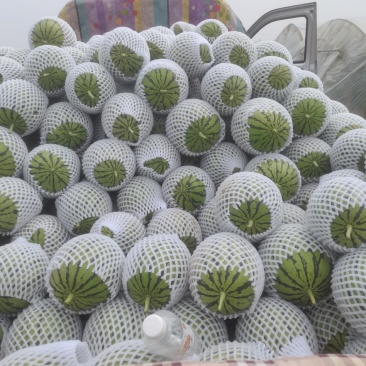 陕西蒲城吊兰西瓜大量上市