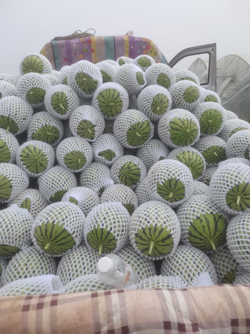 陕西蒲城吊兰西瓜大量上市