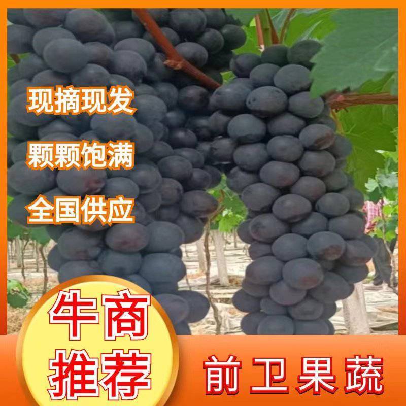 浙江台州葡萄，夏黑，甬优，藤腍巨峰葡萄大量上市