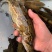 斑鳜鱼