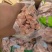 三黄鸡去肚鸡胗