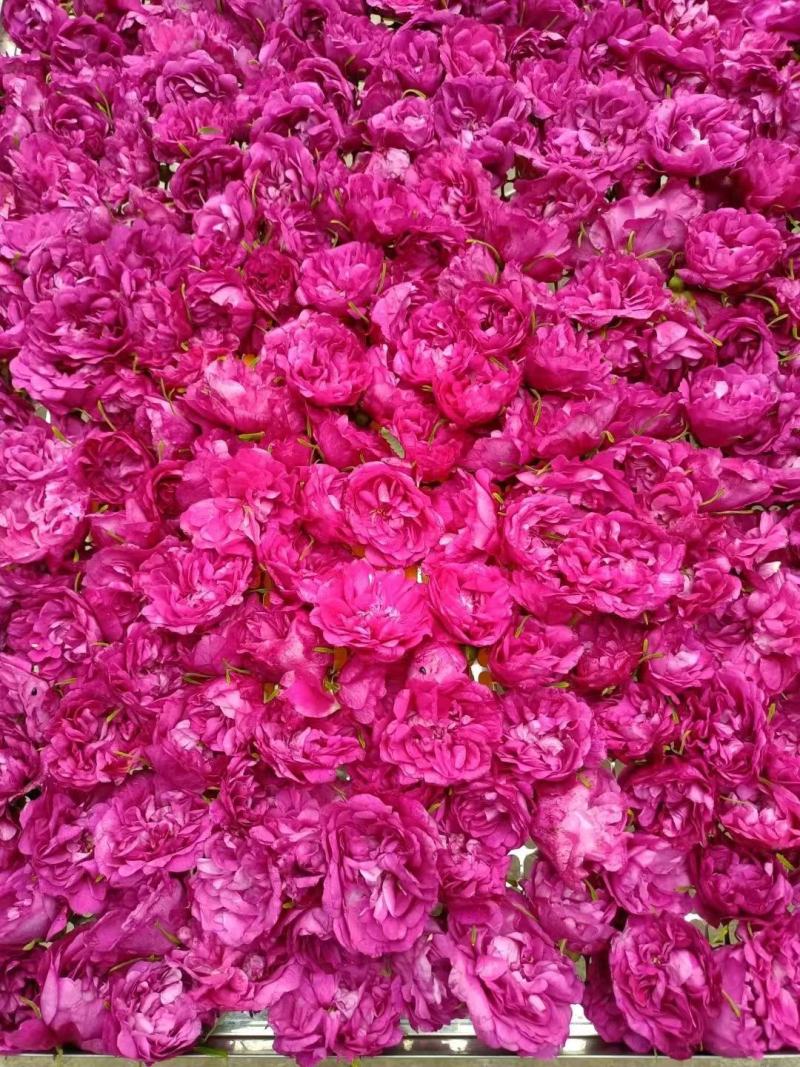 2025年一级玫瑰花茶花冠茶