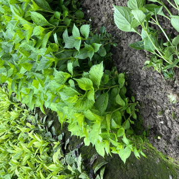 八仙花色块