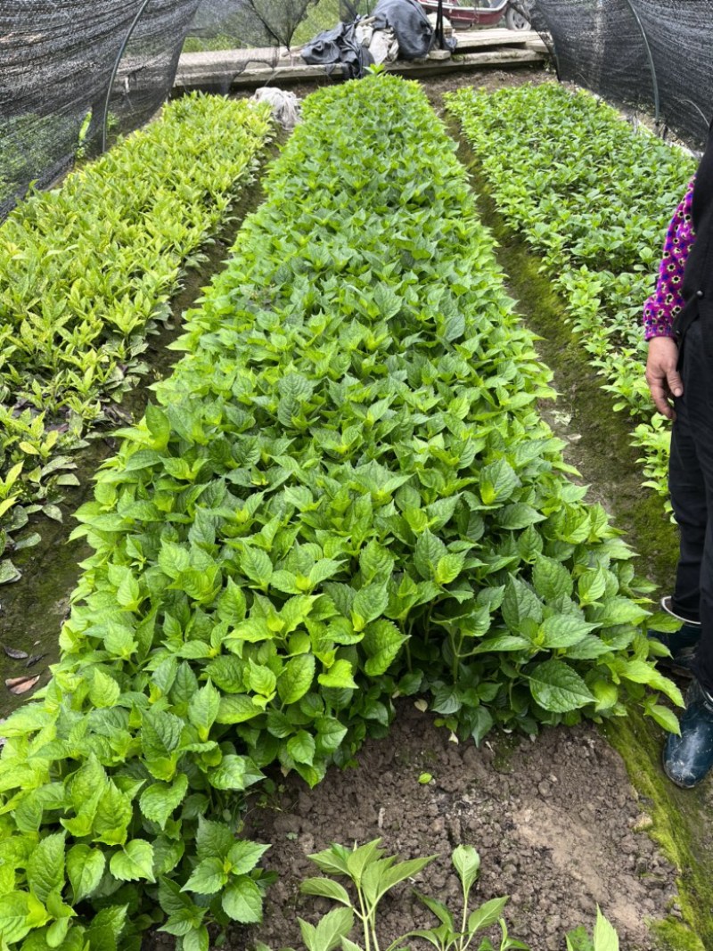 八仙花色块