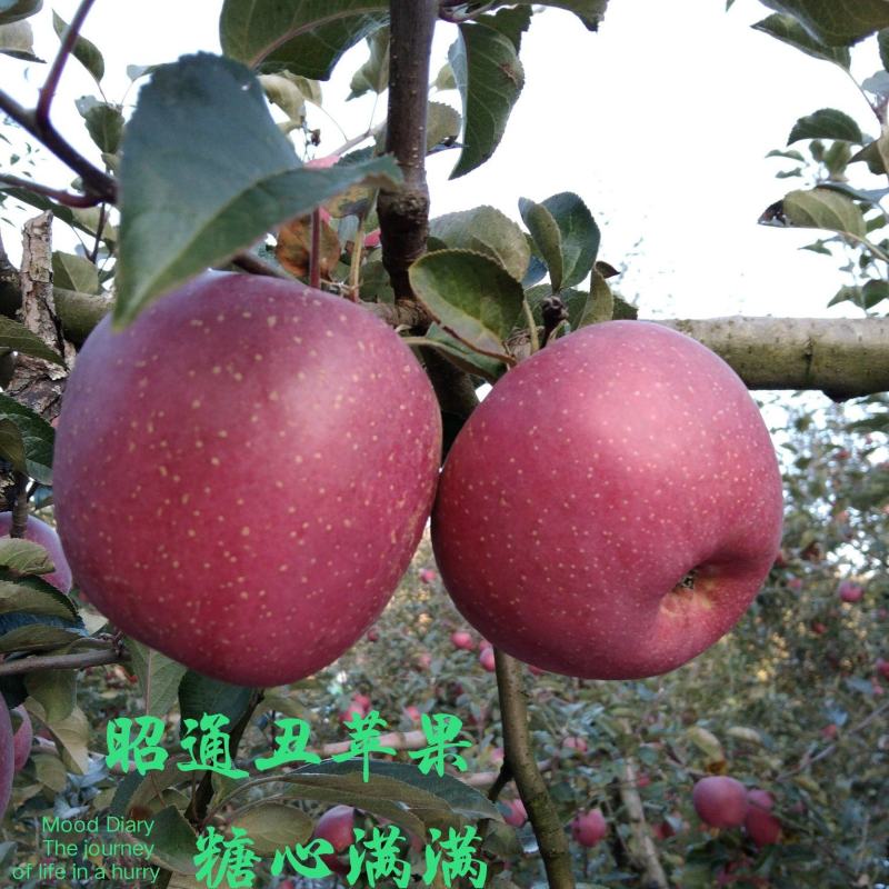 云南省昭通市冰糖心丑苹果支持整车一件代发