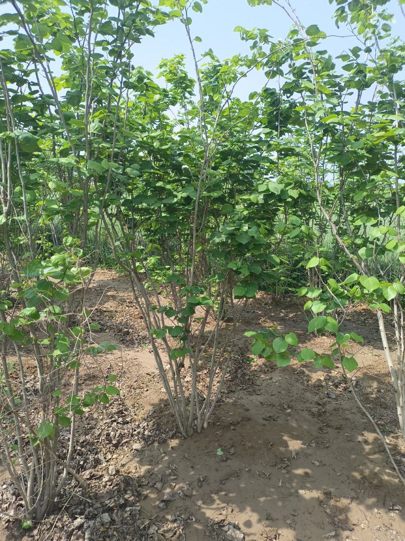 丛生紫荆