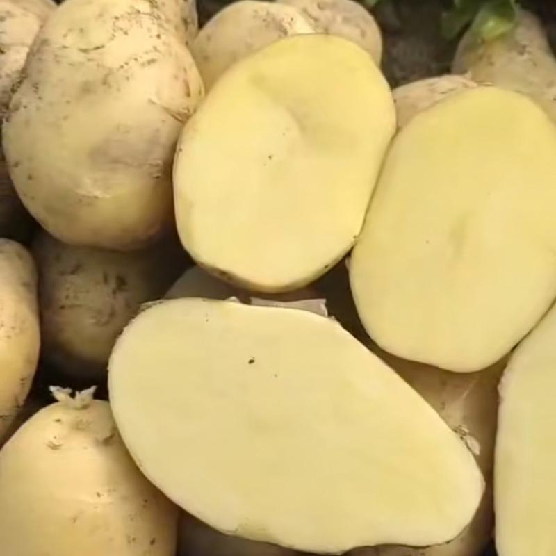 黄心土豆大量上市，产地直销，个头大价格便宜。
