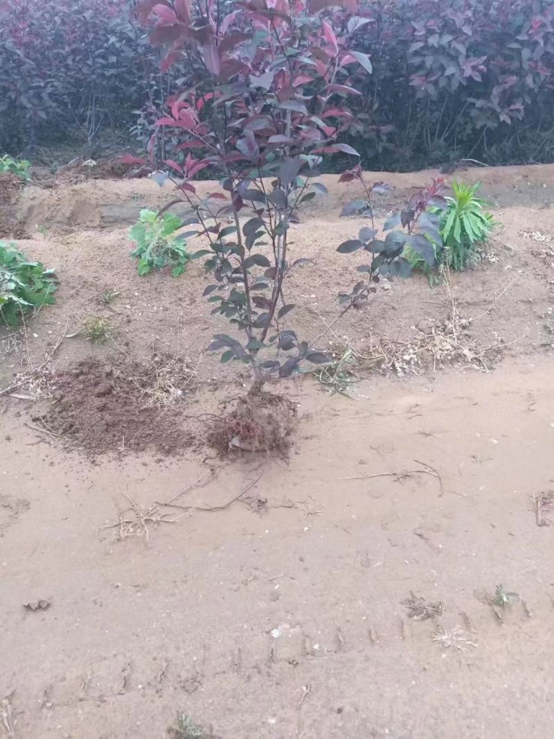 紫叶矮樱，大量出售，价格优美成果率高