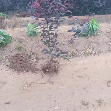 紫叶矮樱，大量出售，价格优美成果率高