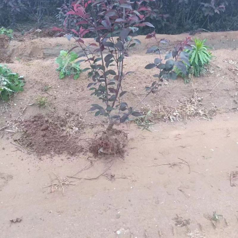 紫叶矮樱，大量出售，价格优美成果率高