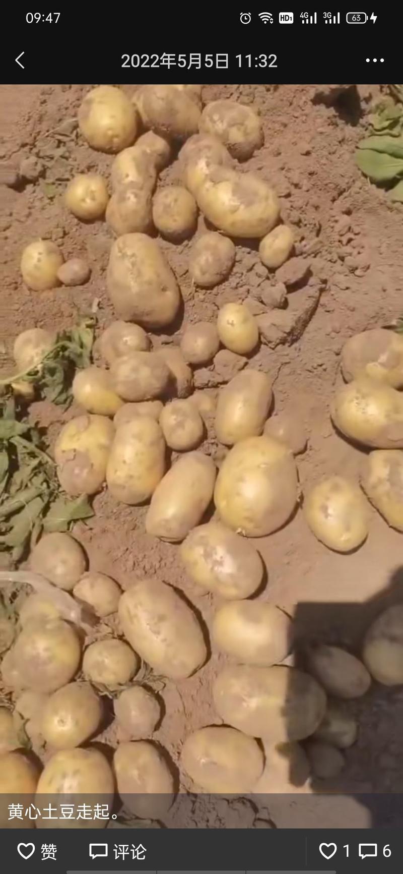 黄心土豆大量上市，产地直销，个头大价格便宜。