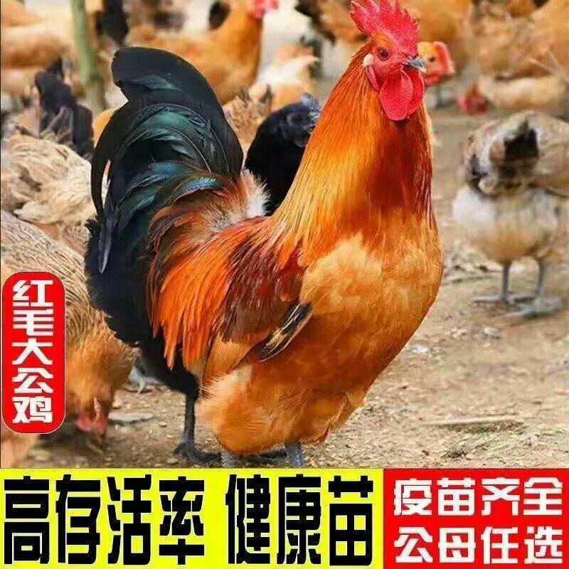 红毛大线鸡18元一只5到6斤芦花鸡86元一只野生