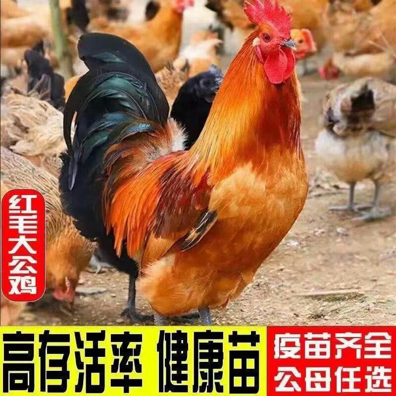 红毛大线鸡18元一只5到6斤芦花鸡86元一只野生